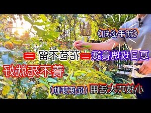 玫瑰 花 擋煞